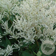 Persicaria polymorpha GM P9