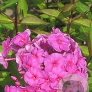 Phlox amplifolia 'Winnetou' GM P9