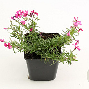 Phlox (S) 'Atropurpurea' GM P9