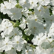 Phlox (S) 'Calvides White' GM P9