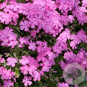 Phlox (D) 'Crackerjack' GM P9