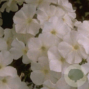 Phlox (P) 'Fujiyama' GM P9