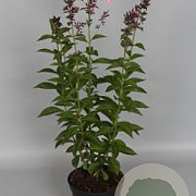 Phlox (P) 'Herbstwalzer' GM P9