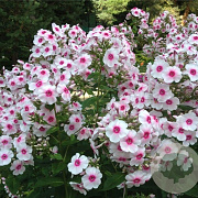 Phlox (P) 'Kirmesländler' GM P9