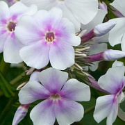 Phlox (P) 'Lavendelwolke' GM P9