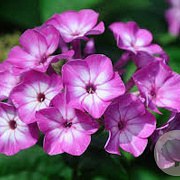 Phlox (P) Purple Flame GM P9