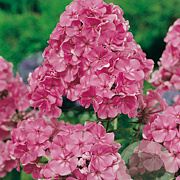 Phlox (P) 'Rijnstroom' GM P9