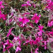 Phlox (S) 'Scarlet Flame' GM P9