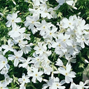 Phlox (S) 'Snowflake' GM P9