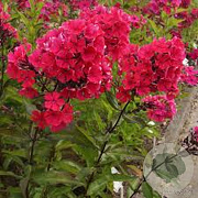 Phlox (P) 'Starfire' GM P9
