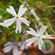 Phlox sub 'Alice Wilson' GM P9