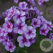 Phlox 'Swirly Burly' GM P9