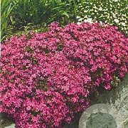 Phlox (S) 'Temiskaming' GM P9