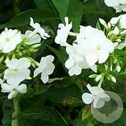 Phlox (P) 'White Admiral' GM P9