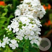 Phlox (P) 'White Admiral' GM P9
