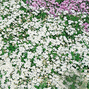 Phlox (S) 'White Delight' GM P9