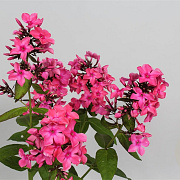 Phlox (P) 'Windsor' GM P9