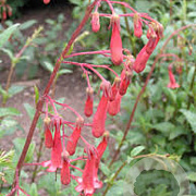 Phygelius r. 'African Queen' GM P9