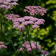 Pimpinella major GM P9