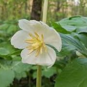 Podophyllum peltatum GM P9