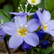 Polemonium pulcherrimum GM P9