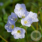 Polemonium reptans GM P9