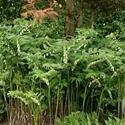 Polygonatum hyb. 'Weihenstephan' GM P9