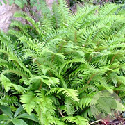 Polystichum munitum GM P9