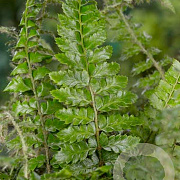 Polystichum polyblepharum GM P9