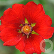 Potentilla atrosanguinea GM P9