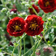 Potentilla 'Flambeau' GM P9