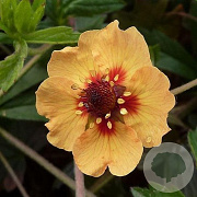 Potentilla tonguei GM P9