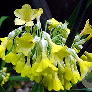 Primula florindae GM P9