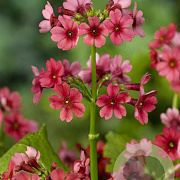 Primula japonica 'Miller's Crimson' GM P9