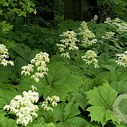 Rodgersia podophylla GM P9