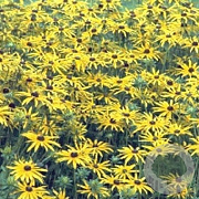 Rudbeckia fulgida speciosa GM P9
