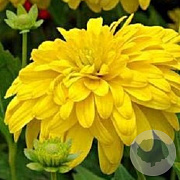 Rudbeckia laciniata 'Goldquelle' GM P9