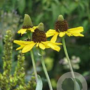 Rudbeckia maxima GM P9
