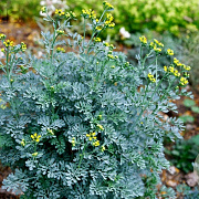 Ruta graveolens 'Jackman's Blue' GM P9