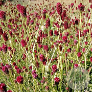Sanguisorba 'Thunderstorm' GM P9