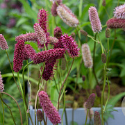Sanguisorba menziesii GM P9