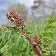 Sanguisorba minor GM P9