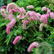 Sanguisorba obtusa GM P9