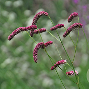 Sanguisorba tenuifolia GM P9