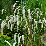 Sanguisorba tenuifolia alba GM P9