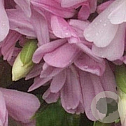 Saponaria officinalis 'Rosea Plena' GM P9