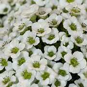 Saxifraga 'Gem' GM P9
