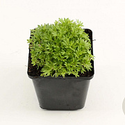 Saxifraga (A) 'Purpurteppich' GM P9