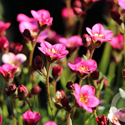 Saxifraga (A) 'Rosenzwerg' GM P9
