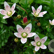 Saxifraga rotundifolia GM P9